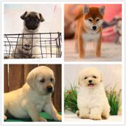 玉溪犬舍地址狗狗价格