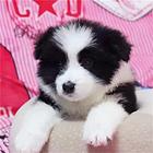 阜新【*推荐】边牧犬舍‖边牧养殖场