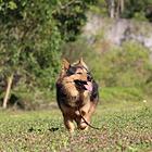 佛山市帕比宠物训犬学校~训练出色的宠物狗狗