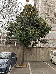 树木2棵出售