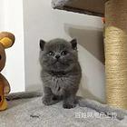 湖南湘潭猫舍直销纯种蓝猫优惠出售