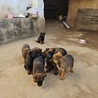 40天小马犬出售300元