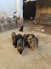 40天小马犬出售300元