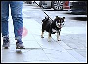 通化柴犬出售，活泼聪明健康《优莱柴犬犬舍》
