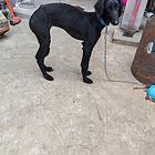 陕西细犬四个月母