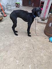陕西细犬四个月母
