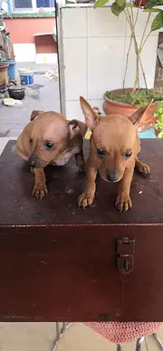 白山哪里有卖小鹿犬，小鹿犬市场价格