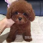 吉安正规博美基地正规养殖博美