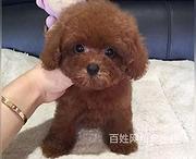 池州上哪家店可以买到泰迪泰迪得多少钱