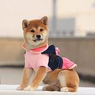精品柴犬 保纯保健康 疫苗和驱虫均已做完