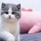 哪里有短毛猫卖的 纯种健康 短毛猫有什么习惯