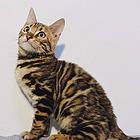 荆州出售纯种孟加拉豹猫 豹猫图片纯种豹猫多少钱