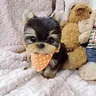 周口【*推荐】约克夏犬舍‖约克夏养殖场