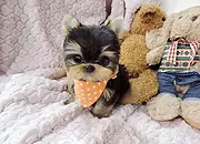 周口【*推荐】约克夏犬舍‖约克夏养殖场