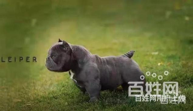 威海美国恶霸犬,血统纯种,满意付款,视频看狗{疫苗全}的图片