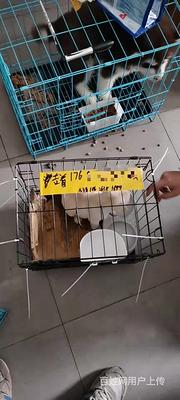 修武县宠物活体托运新*闻修武县宠物托运运输-陆运-空运-火车