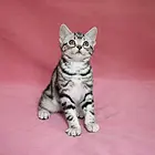 九江纯种小美短虎斑标斑舍 正规猫舍家庭式繁育