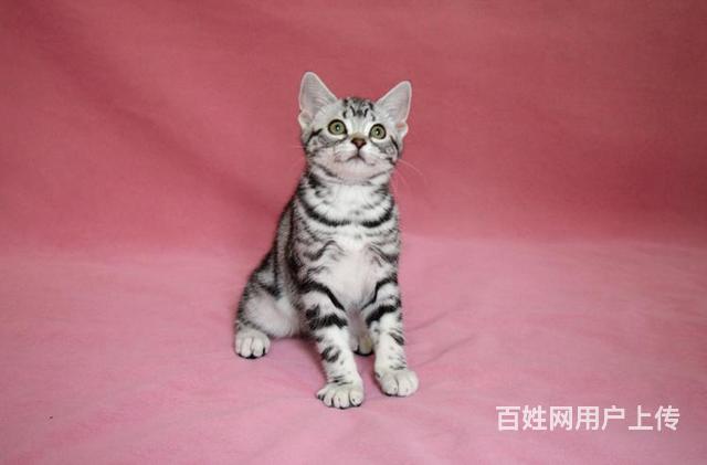 黔西南美短猫舍位置 本地美短猫舍地址在哪儿的图片