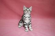 新乡美短猫舍位置 本地美短猫舍地址在哪儿