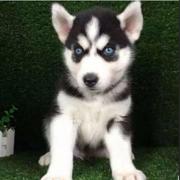 黄石哈士奇犬舍排行，哈士奇犬舍哪家好