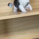 收猫，随行就市，效率第一。