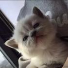曲靖出售纯种暹罗猫的地点 纯种暹罗猫市场价