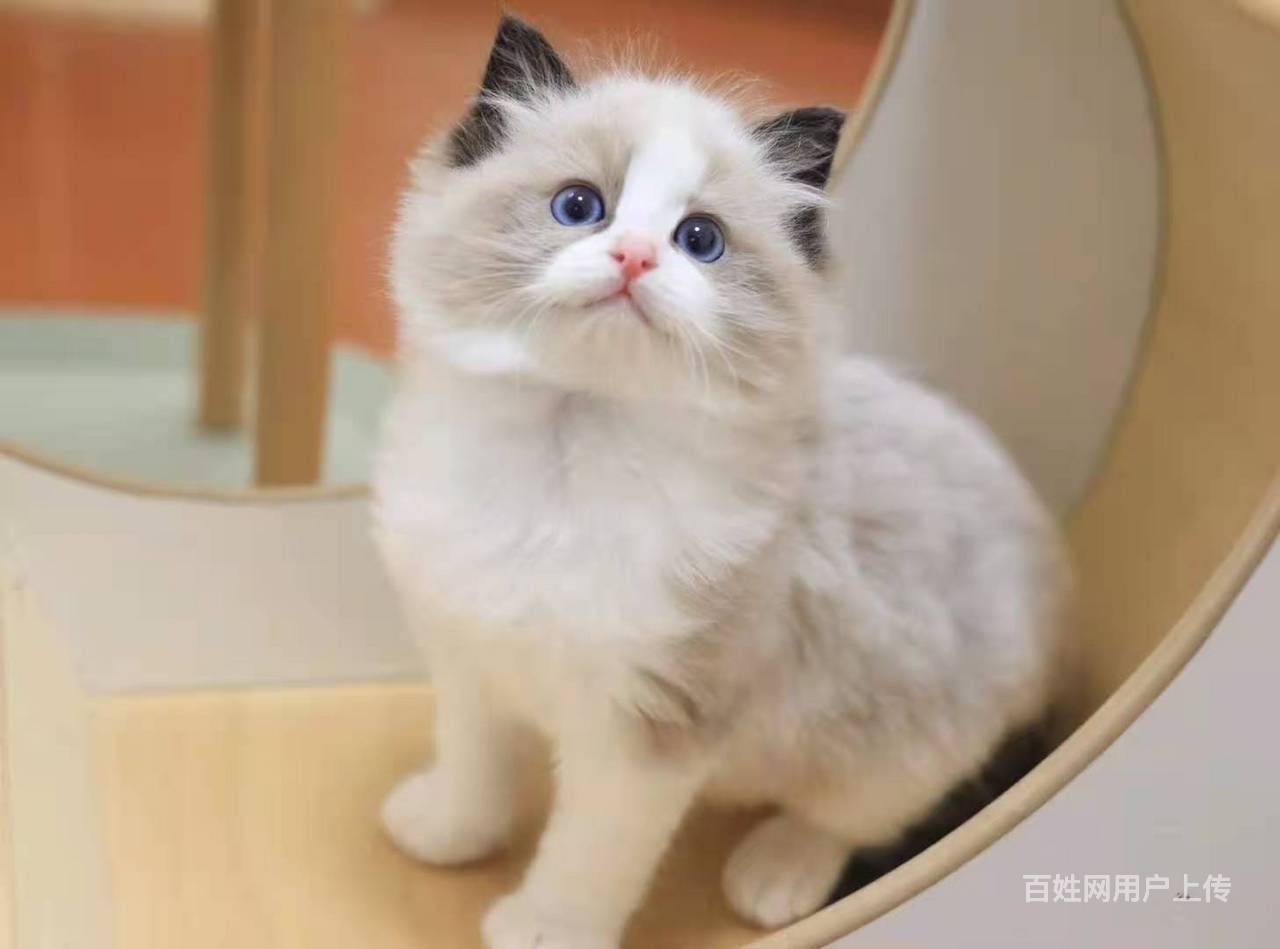 哪里有布偶猫卖的布偶猫多少钱布偶猫成年多重