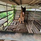 牧羊犬