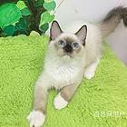 厦门纯血暹罗猫幼猫一手出售