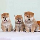 纯种日本柴犬多少钱 北京哪里有卖柴犬 纯种柴犬价格