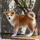 出售纯种秋田犬 纯日系  保证品质 三年质保