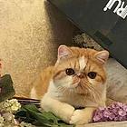 玉溪（出售）加菲猫哪里买 猫场出售纯种加菲猫