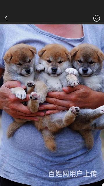 拉萨柴犬价格专业繁殖优质柴犬的图片