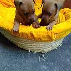 内江本地小鹿犬价格，本地哪儿可以买到小鹿犬