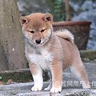 白山纯种柴犬哪儿有卖的健康柴犬哪有卖