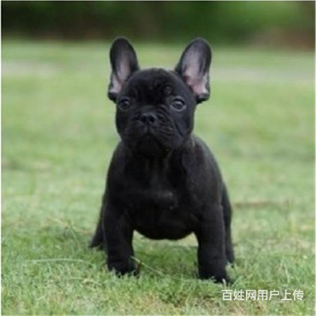 庆阳买一只法斗大概要多少钱，法斗犬舍地址的图片