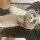 自家布偶猫出售