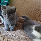 蓝猫