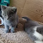 蓝猫
