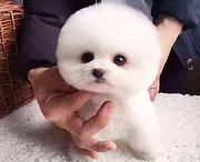 周口想买博美你幼犬 哪里有卖博美多少钱一只