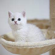 新乡纯种小银渐层金渐层犬舍 正规猫舍家庭式繁育
