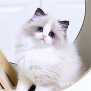 云南玉溪纯种双血统布偶猫猫舍直销