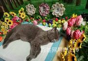宁波宠物殡葬公司电话,宁波宠物火化价格一览表,
