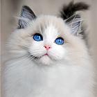 盐城哪里买布偶猫纯血统◆布偶猫多少钱一只