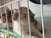 加菲猫幼猫长期出售