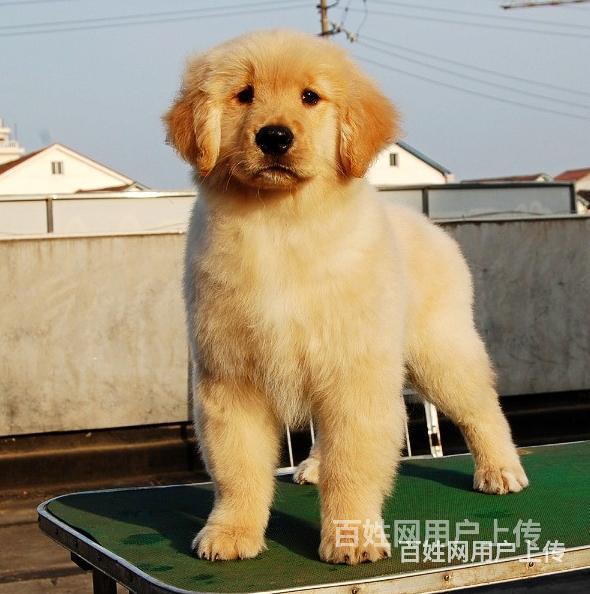 阿克苏金毛犬舍金毛多少钱一只的图片