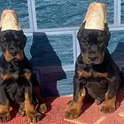 杜宾犬 杜宾 杜宾犬幼犬 黑色咖啡色德系美系包运输