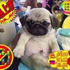 专业繁殖精品巴哥犬 疫苗齐全 保纯保健康 签协议
