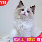 繁育精品双色布偶猫 布偶猫价格 满耳满背 包健康