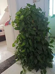转让自养的花卉
